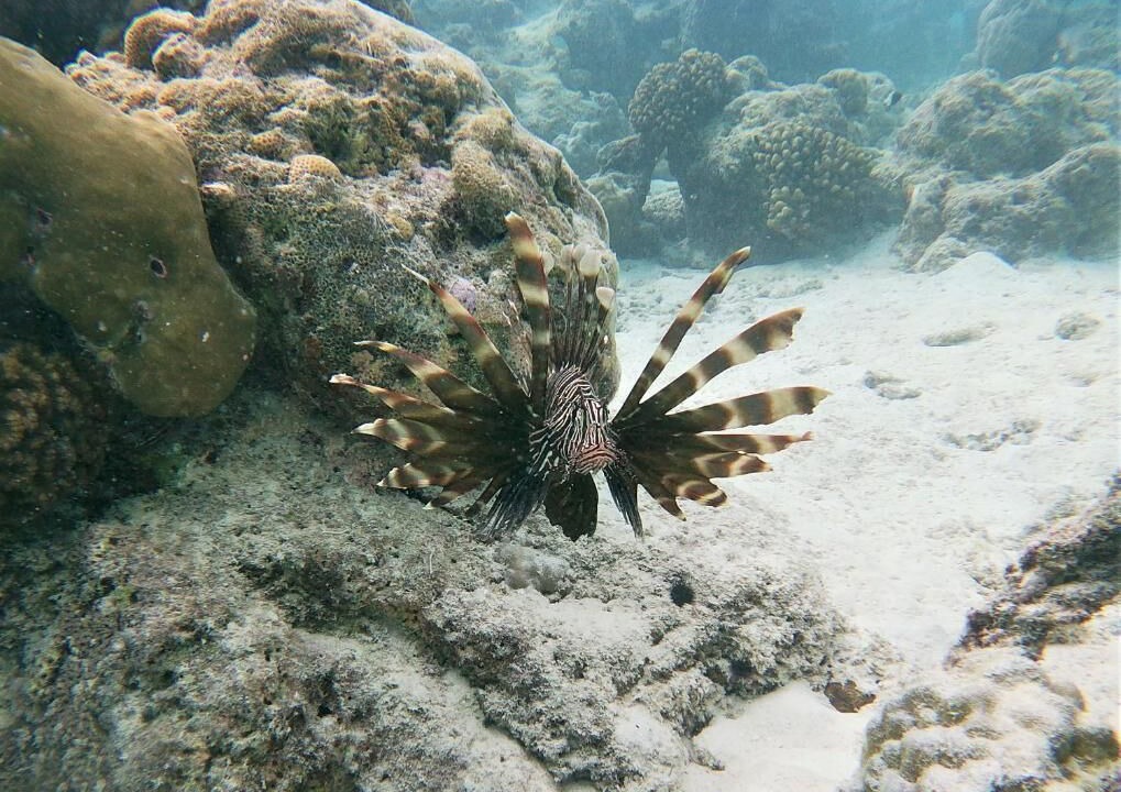 Photo of Others in Naifaru