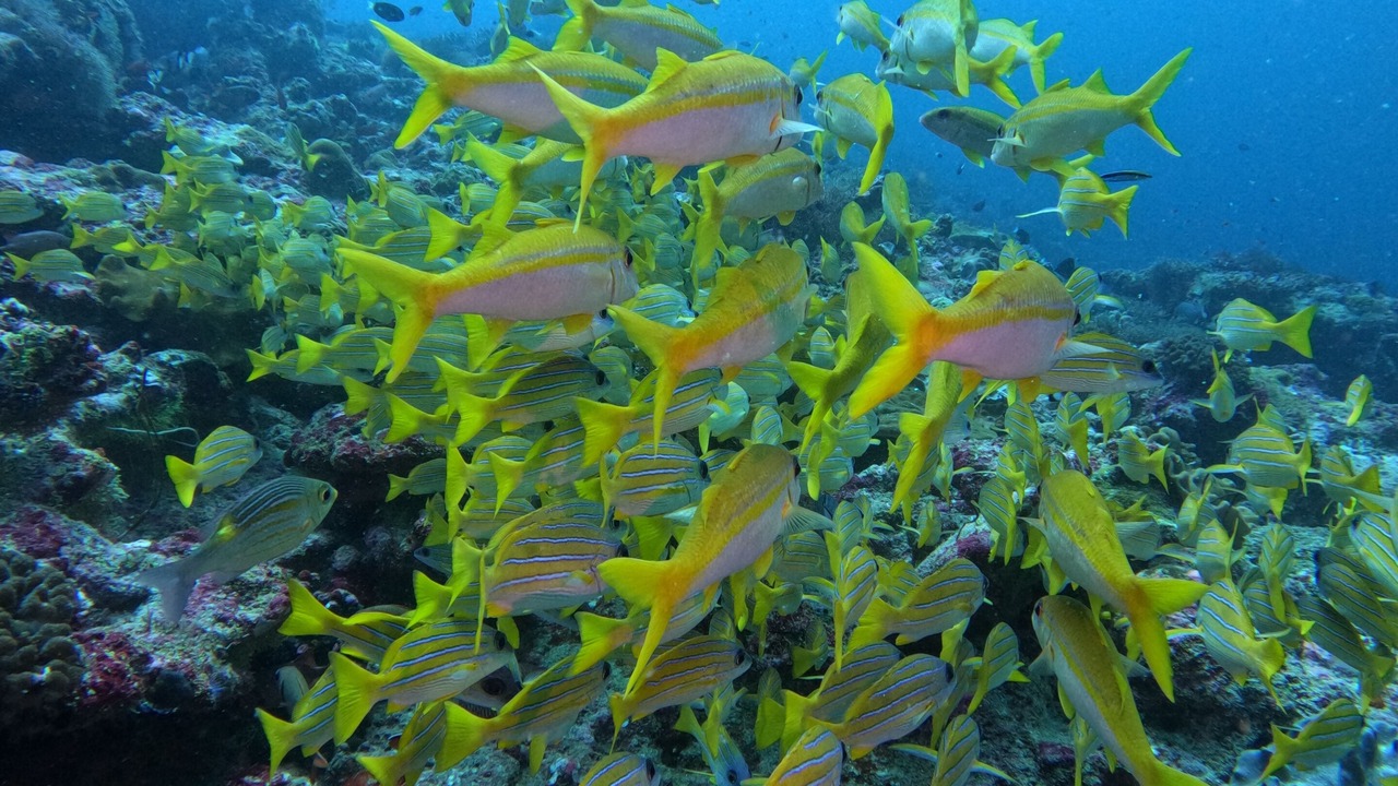 Photo of Others in Himmafushi