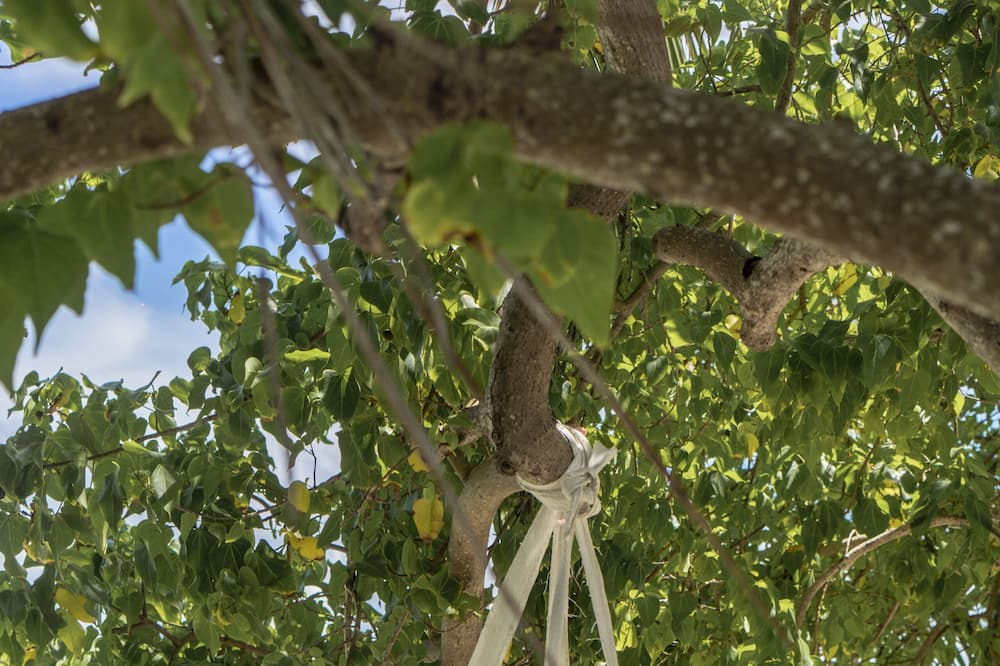 Photo of Others in Magoodhoo