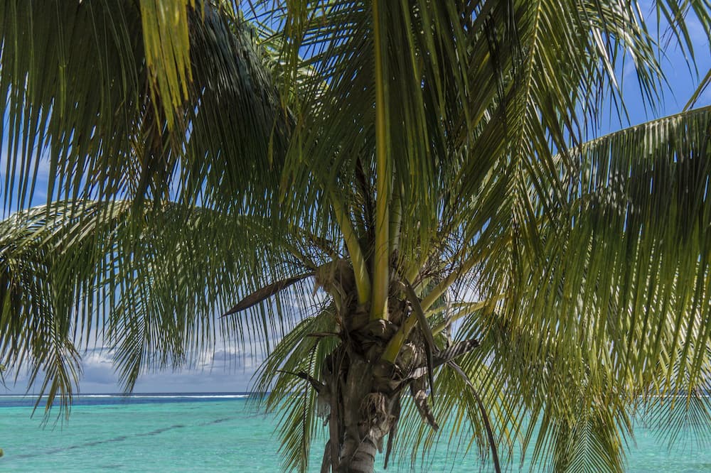 Photo of Others in Magoodhoo