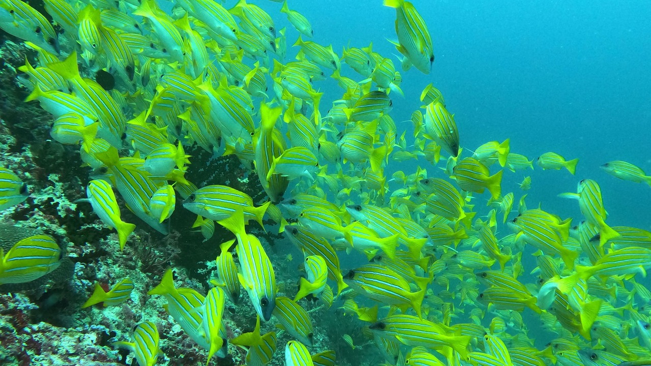 Photo of Others in Kamadhoo