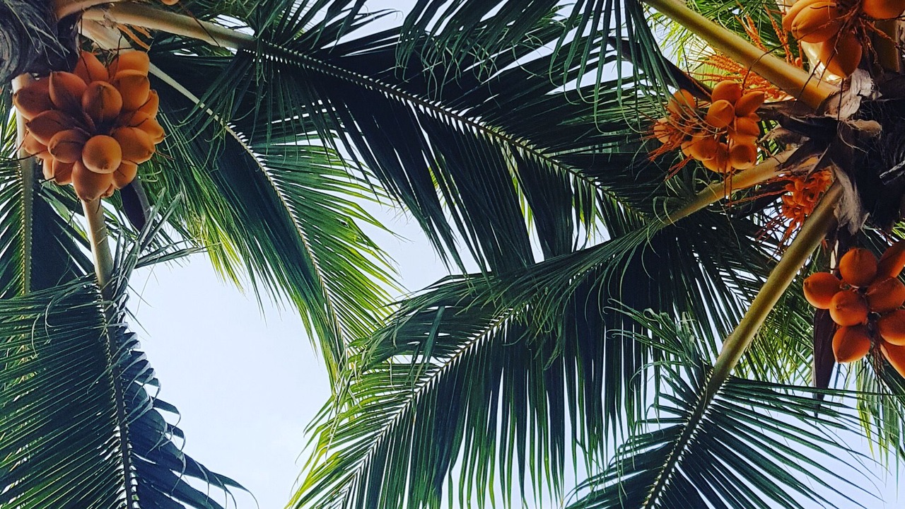 Photo of Outdoor in Kamadhoo