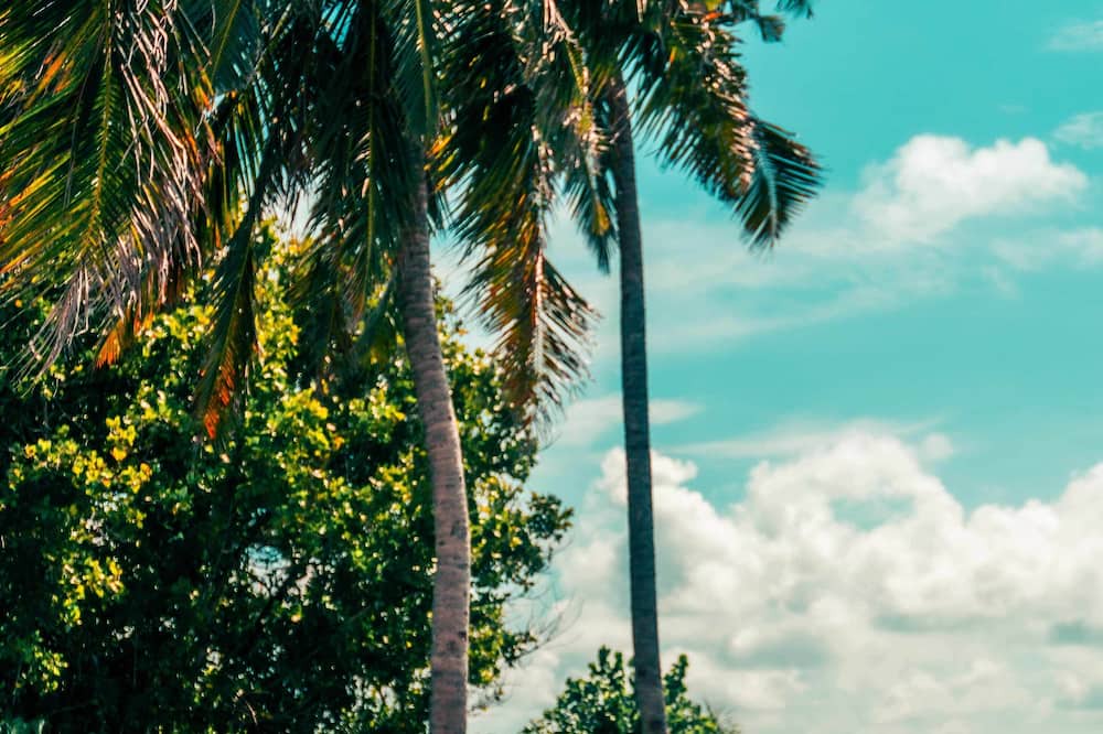 Photo of Others in Dhigurah