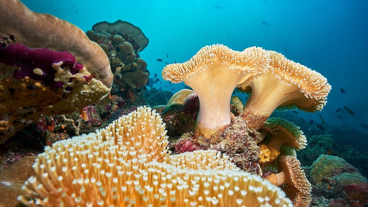Photo of Outdoor in Maamigili Island