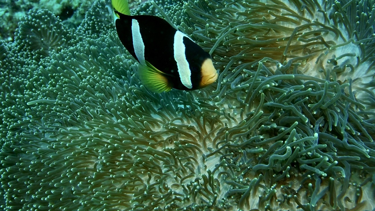 Photo of Outdoor in Kudafolhudhoo