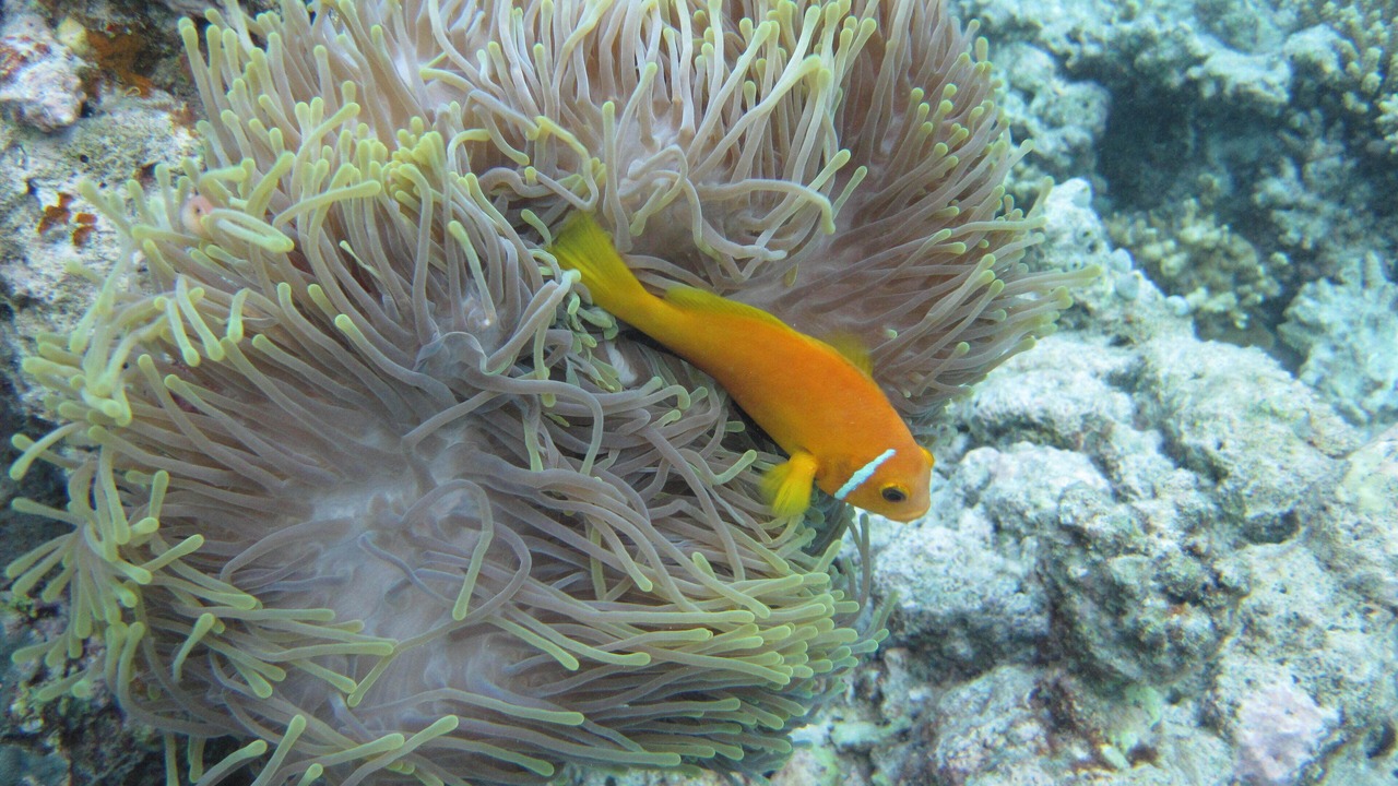 Photo of Others in Kudafolhudhoo