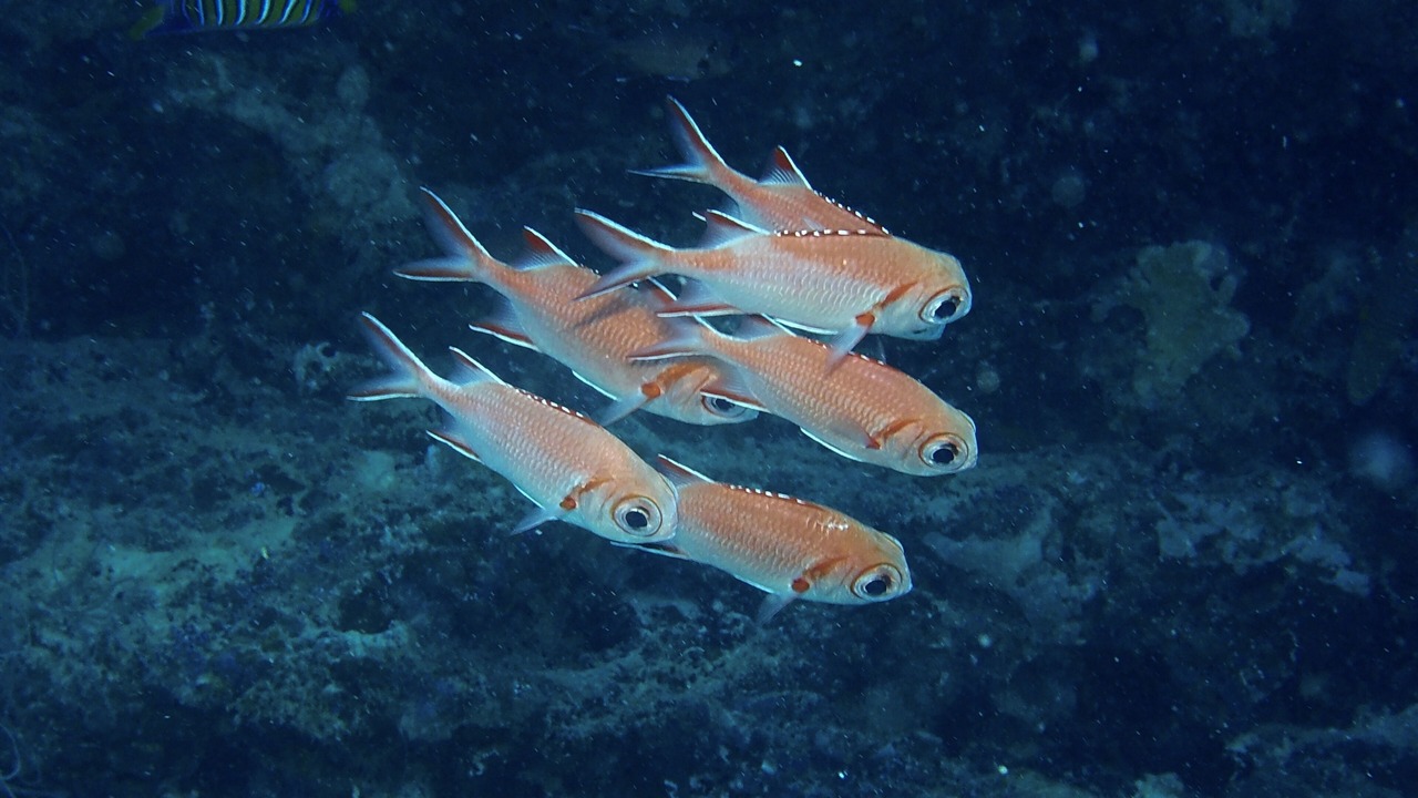 Photo of Outdoor in Kudafolhudhoo