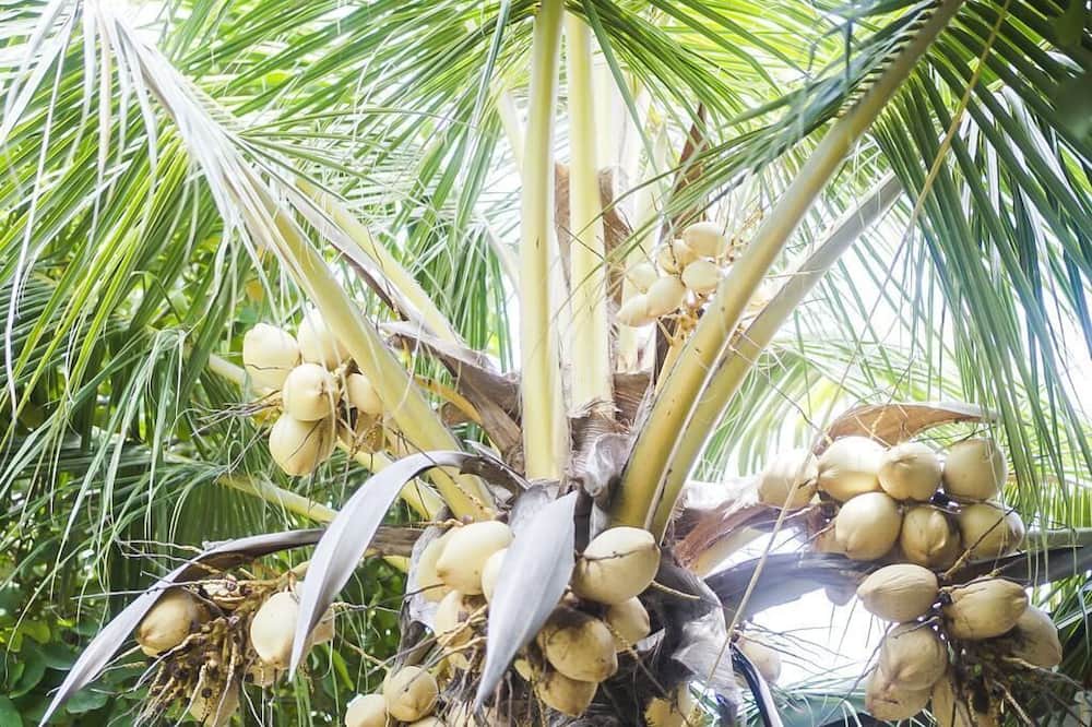 Photo of Outdoor in Maafushi