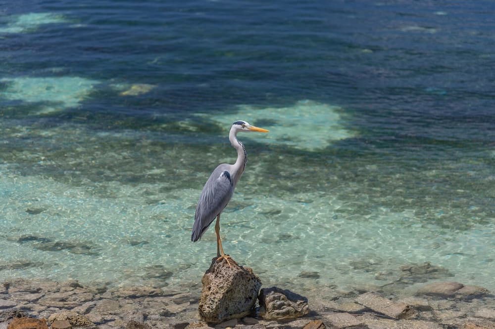 Photo of Others in Maafushi