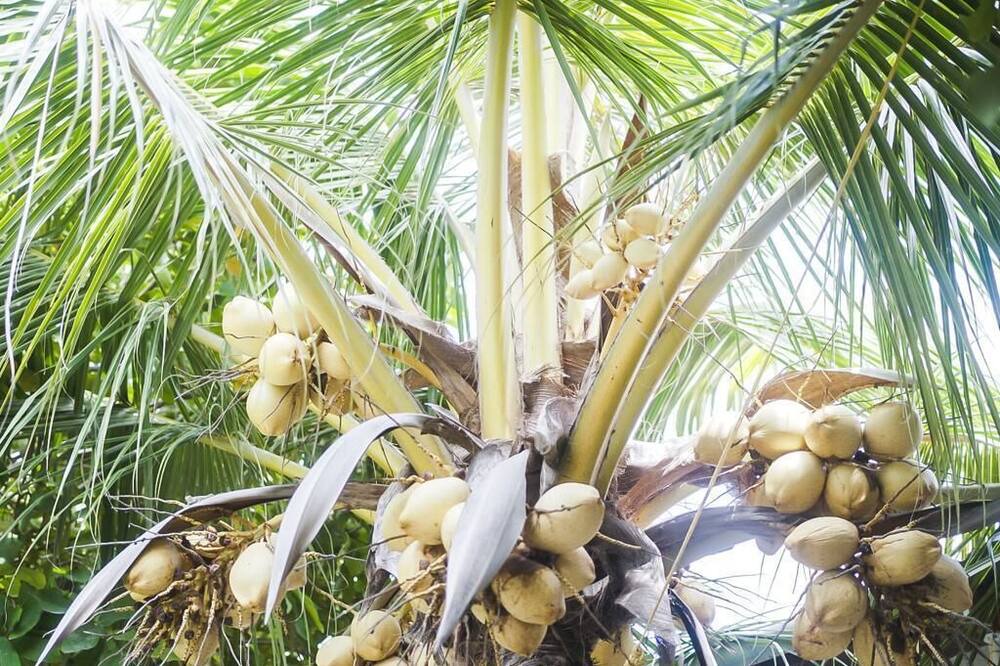Photo of Outdoor in Maafushi