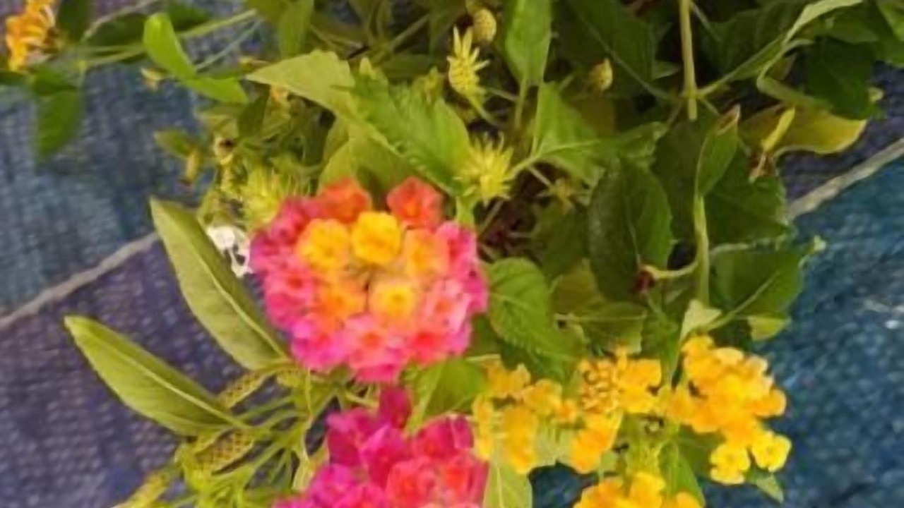 Photo of Outdoor in Fuvahmulah