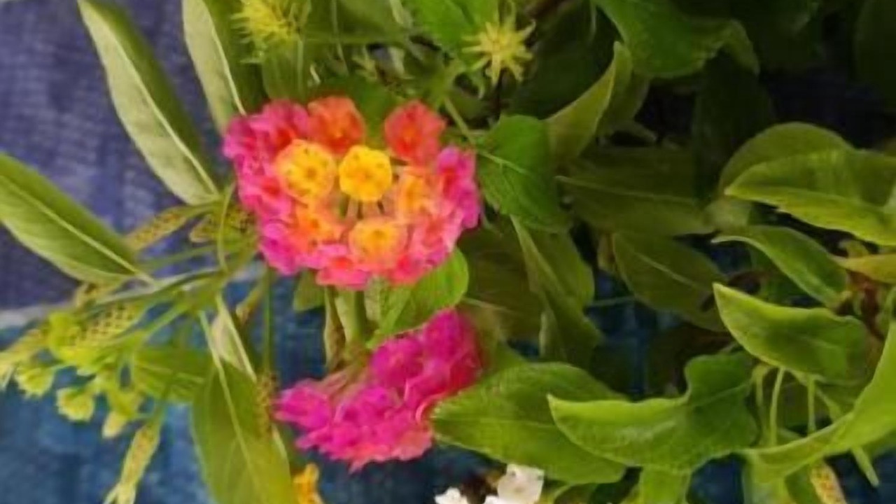 Photo of Outdoor in Fuvahmulah