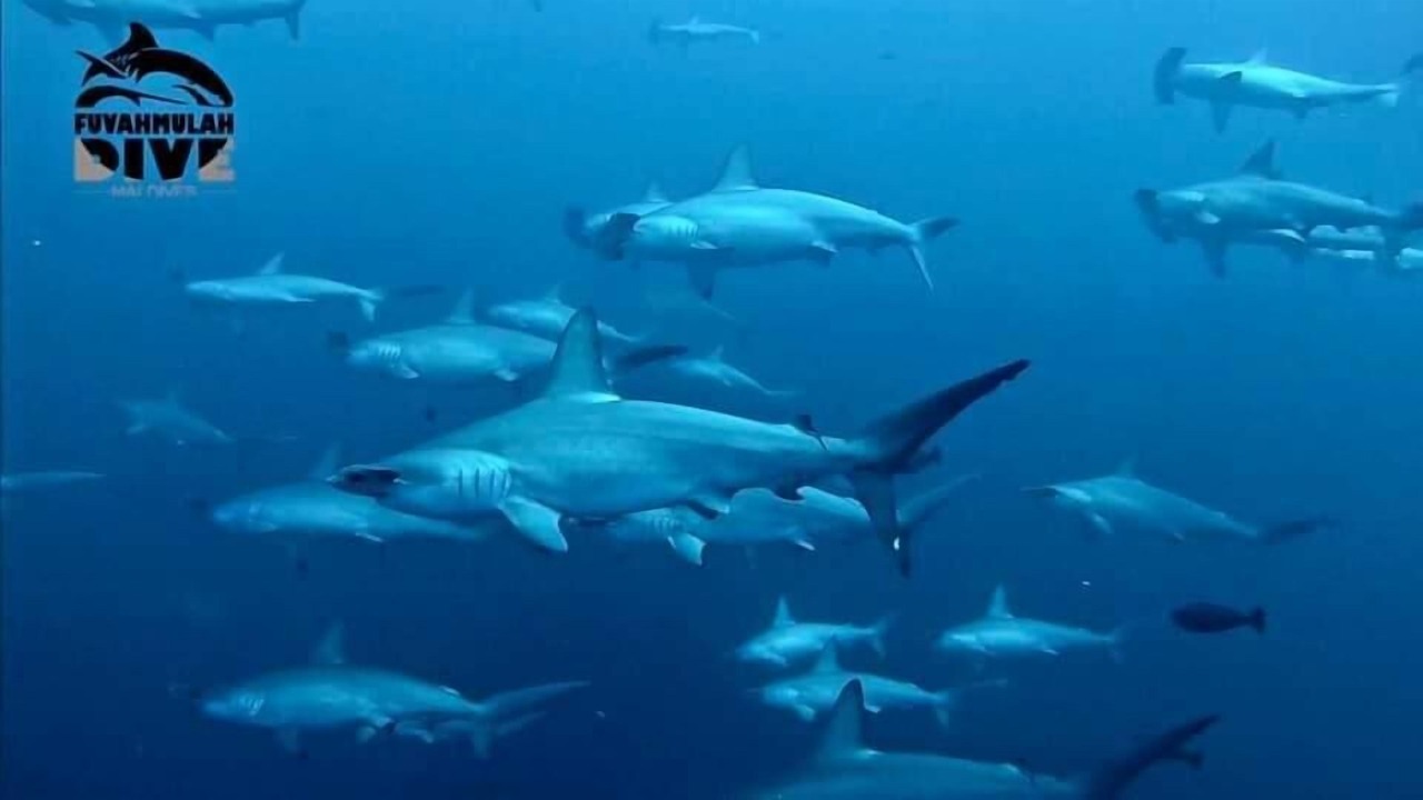 Photo of Others in Fuvahmulah