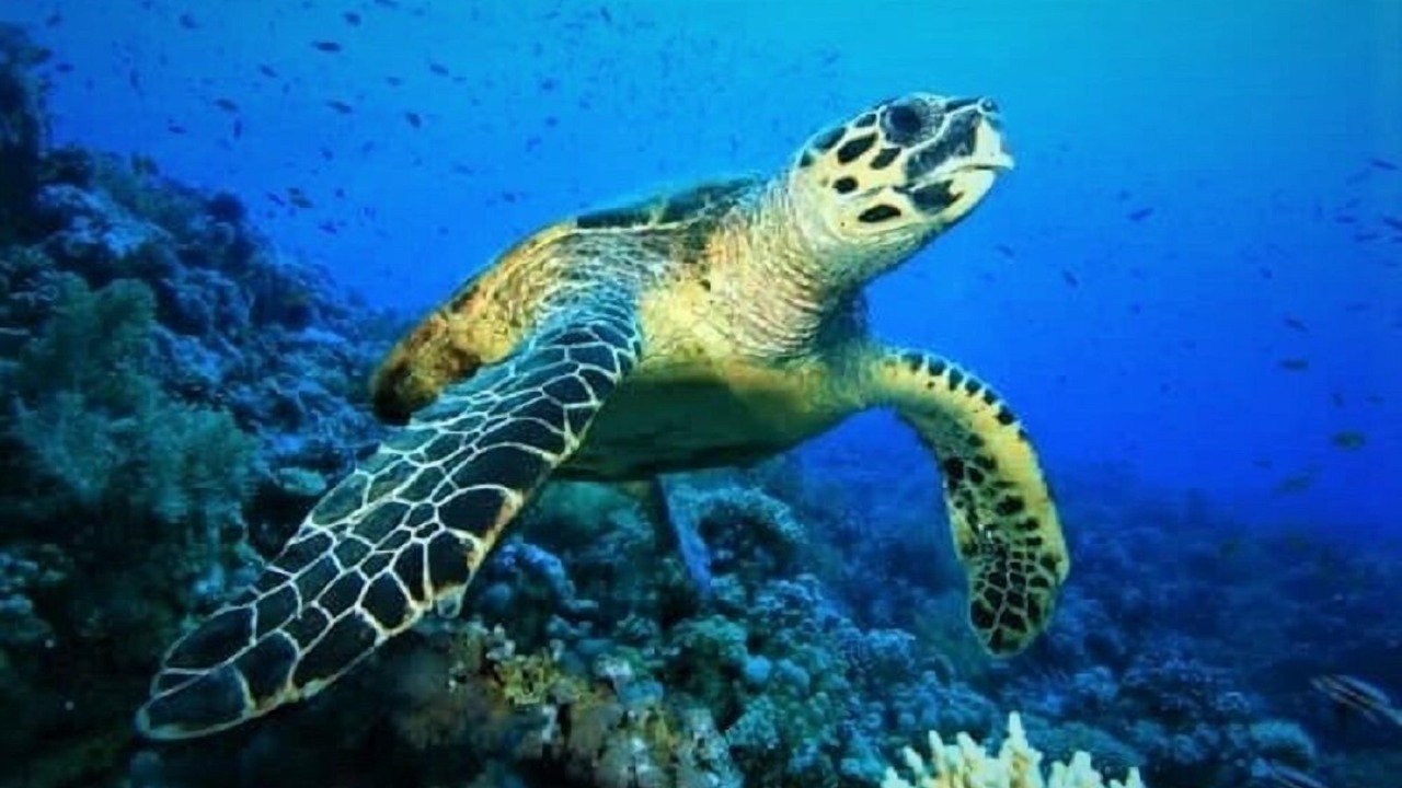 Photo of Others in Kurendhoo