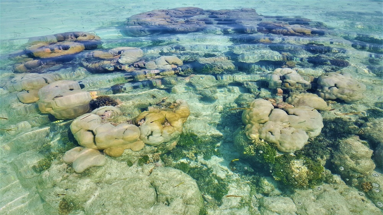 Photo of Others in Kurendhoo