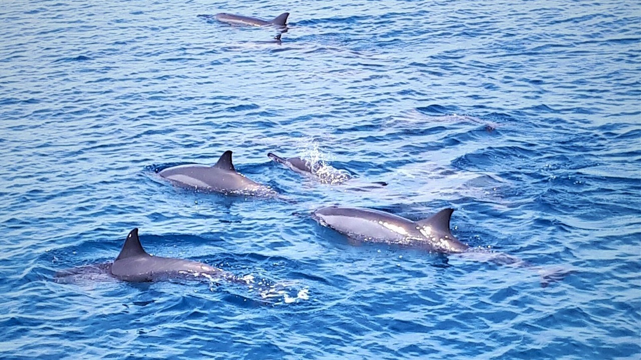 Photo of Others in Kurendhoo