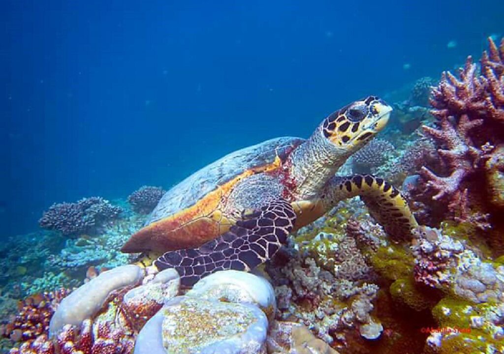 Photo of Others in Hulhudhoo