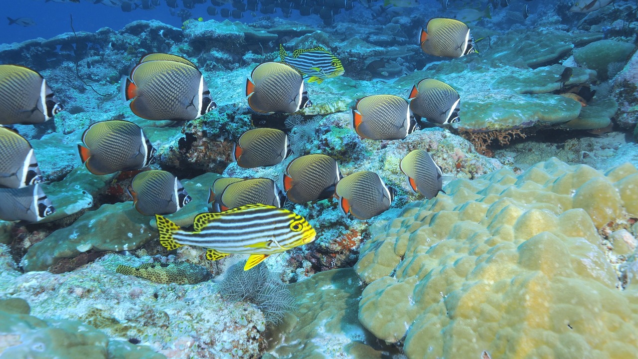 Photo of Others in Hulhudhoo