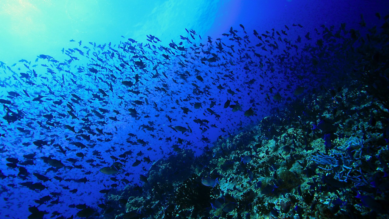 Photo of Others in Rasdhoo