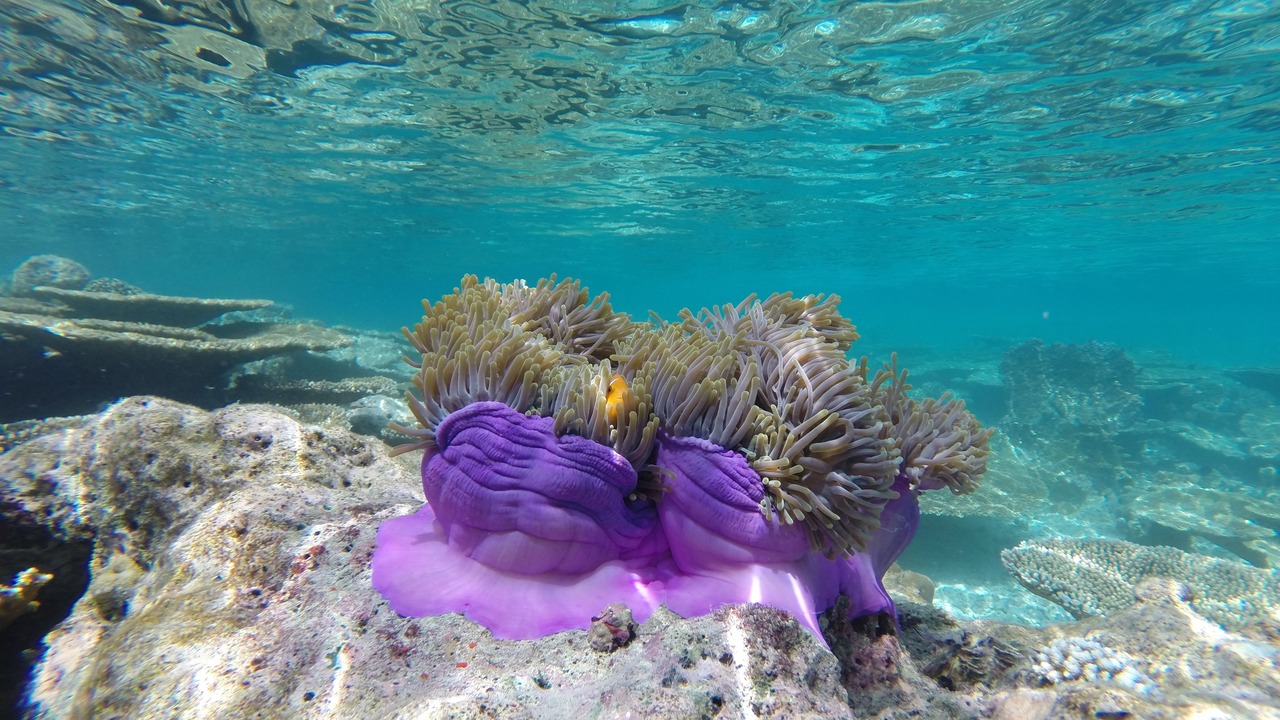 Photo of Others in Mahibadhoo