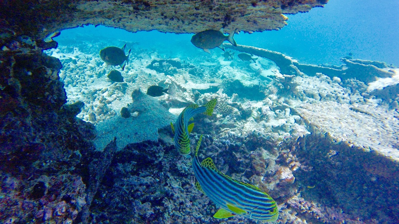 Photo of Others in Ukulhas