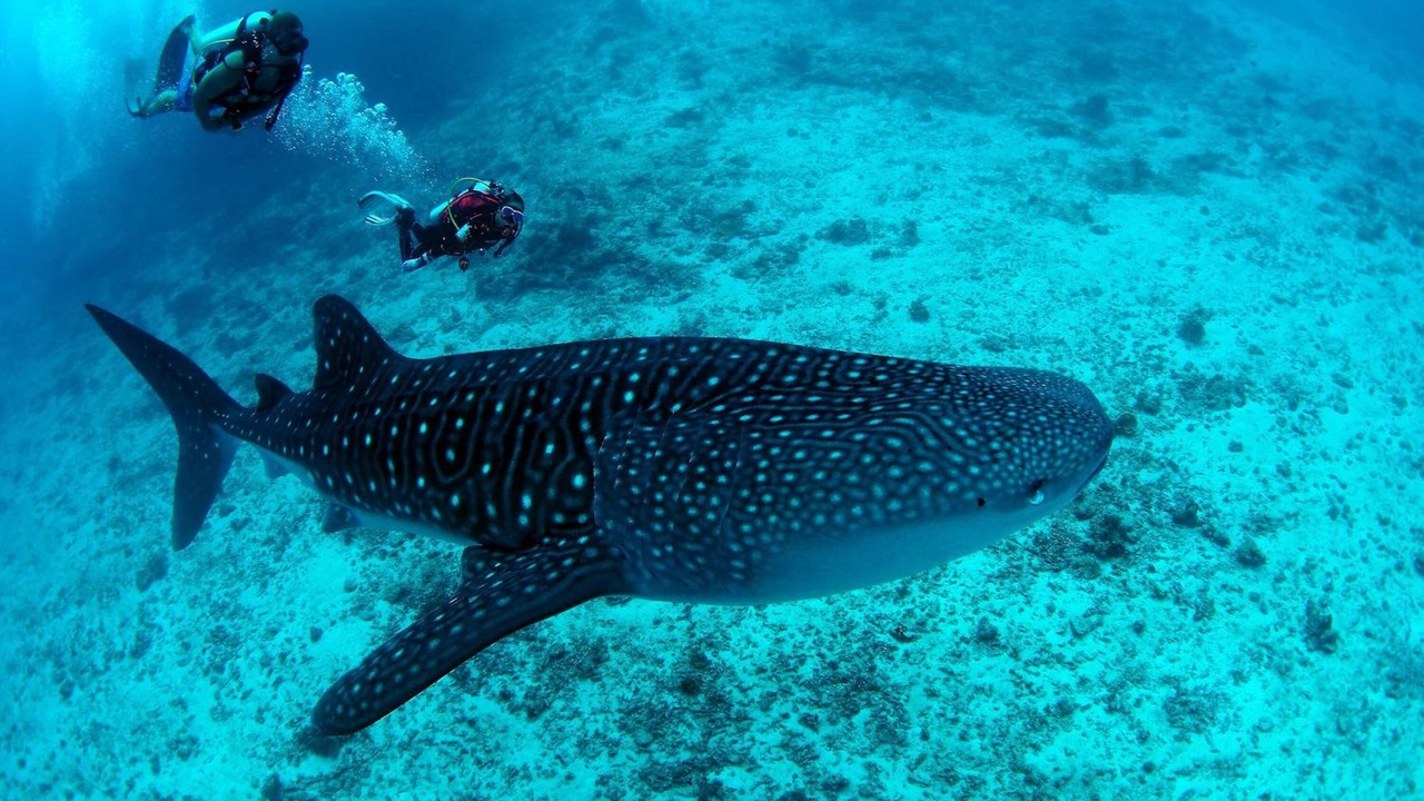 Photo of Others in Dhigurah