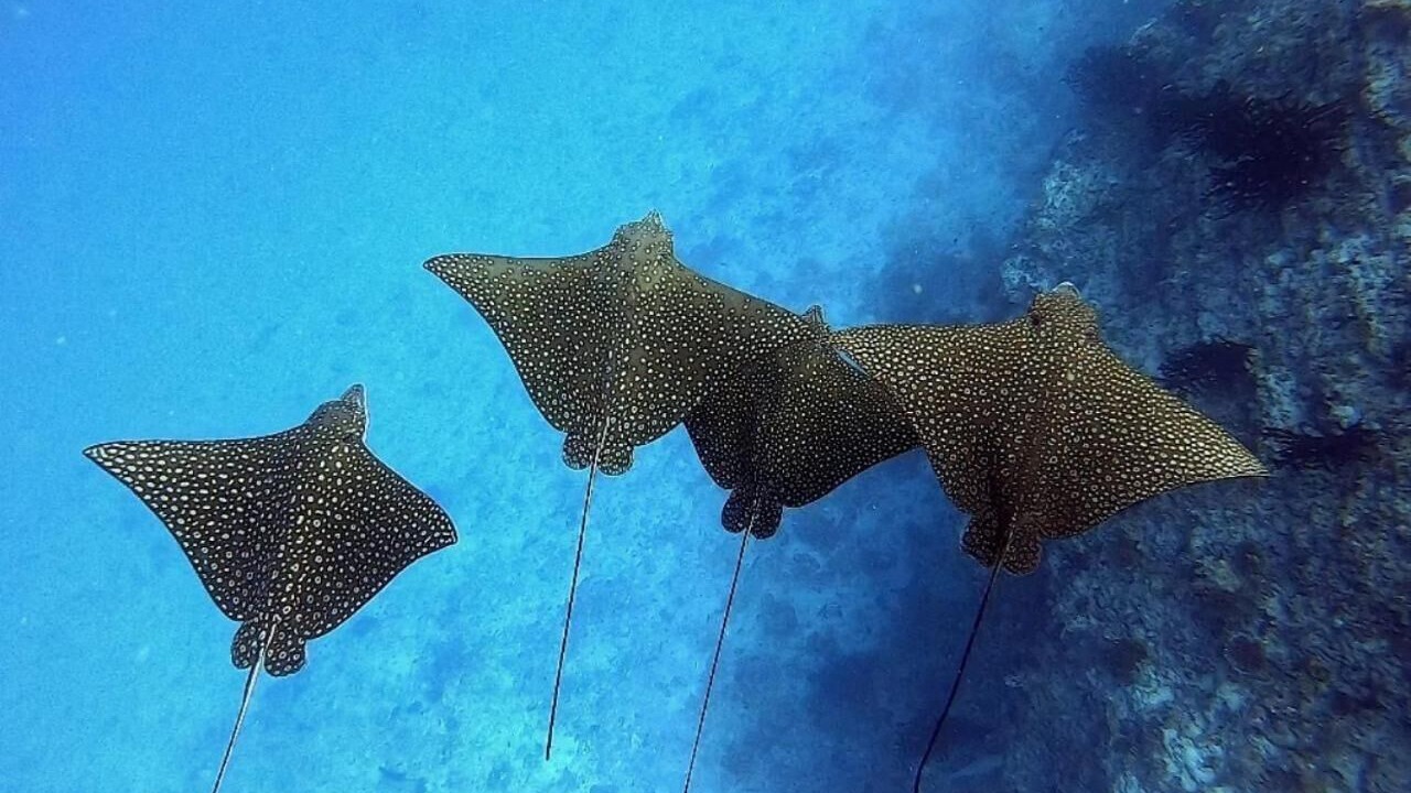 Photo of Others in Dhigurah