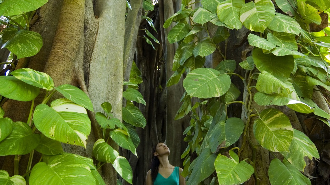 Photo of Outdoor in Kuramathi Island