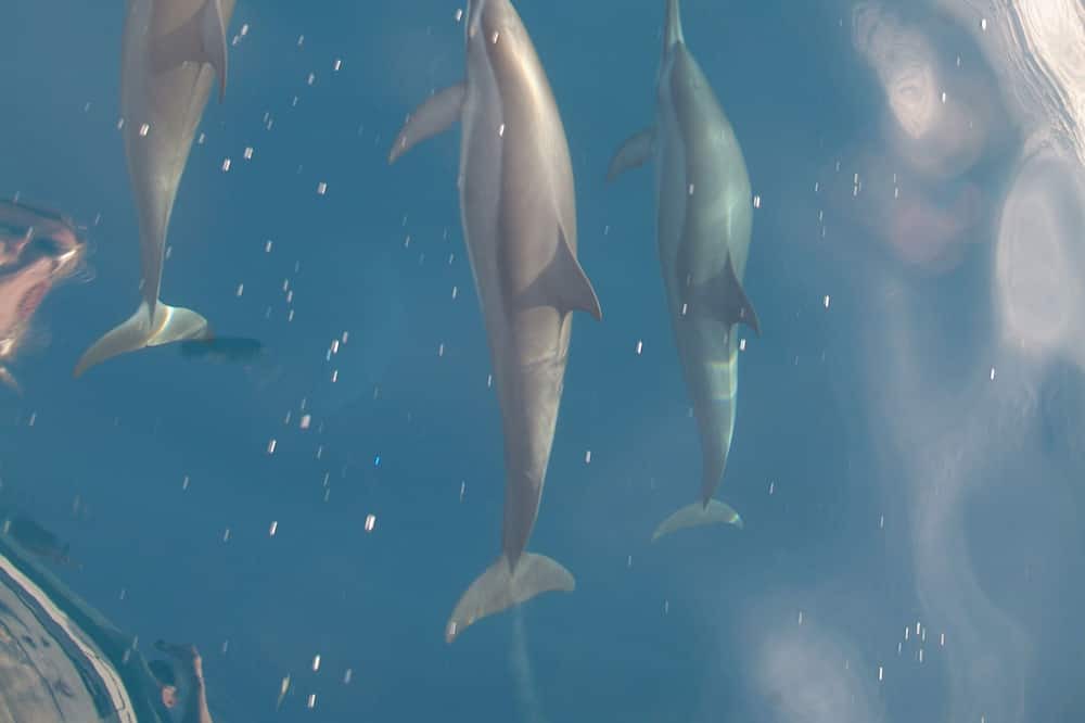 Photo of Others in Biyadhoo Island