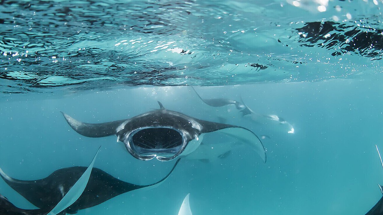 Photo of Others in Landaa Giraavaru