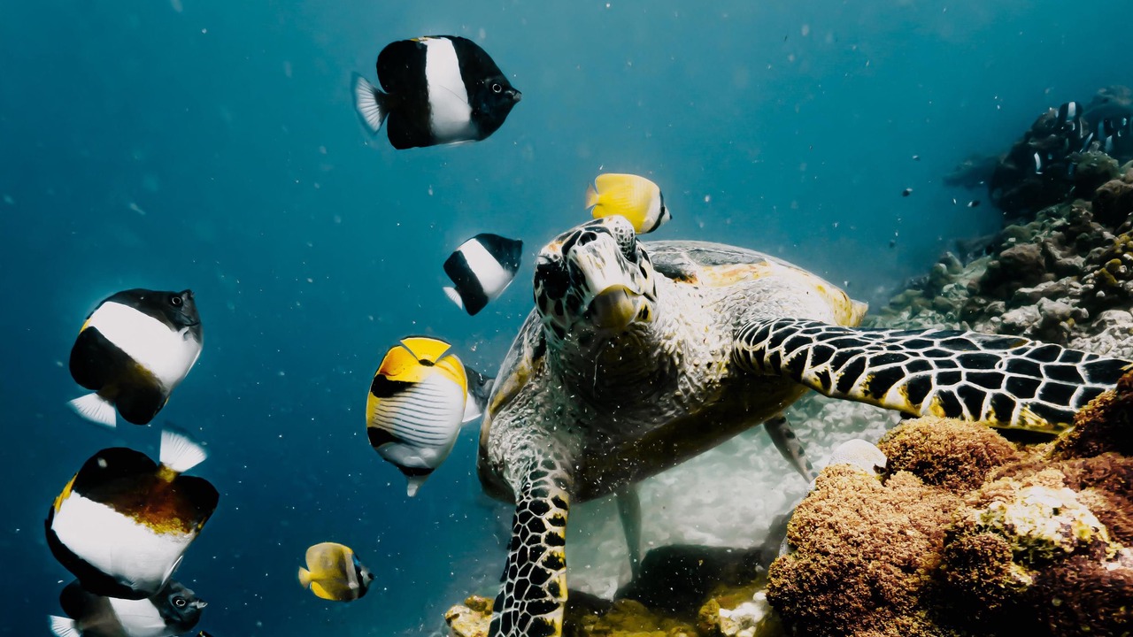 Photo of Others in Fonimagoodhoo