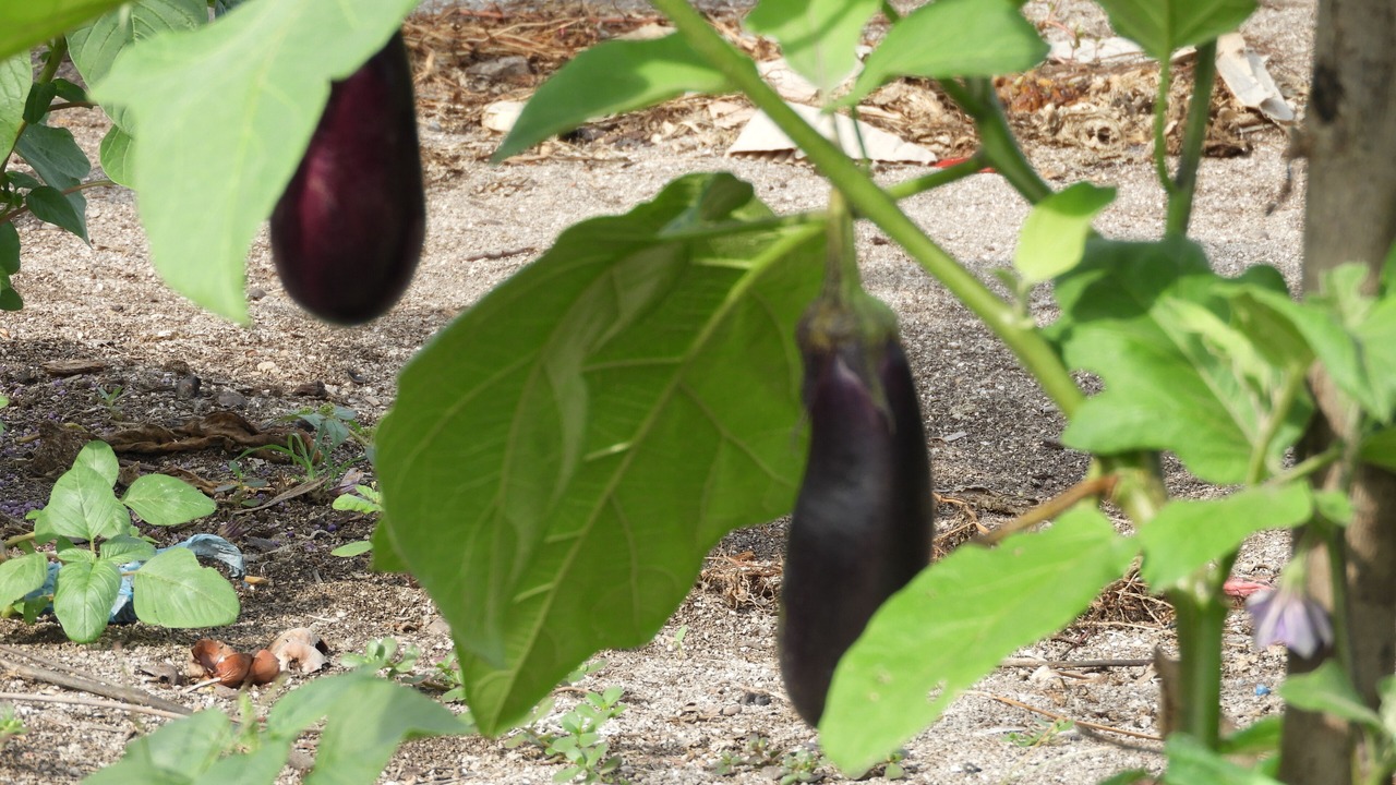 Photo of Outdoor in Thoddoo