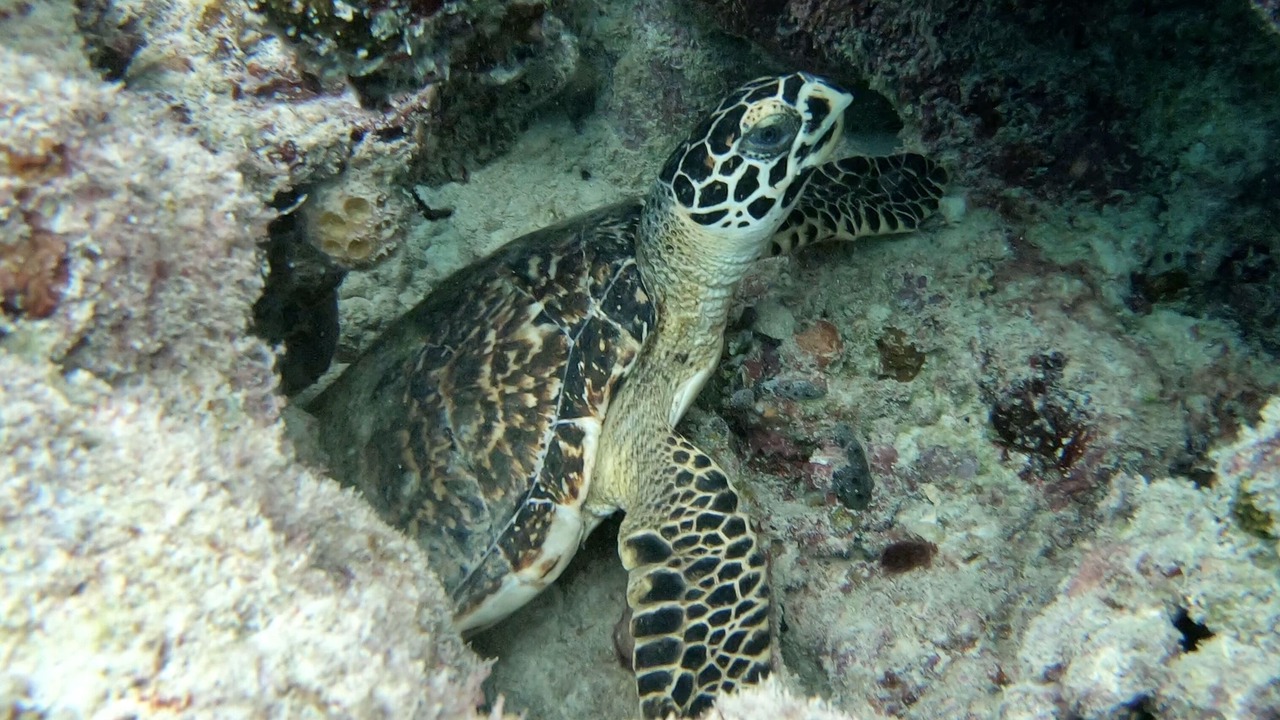 Photo of Others in Hulhumale