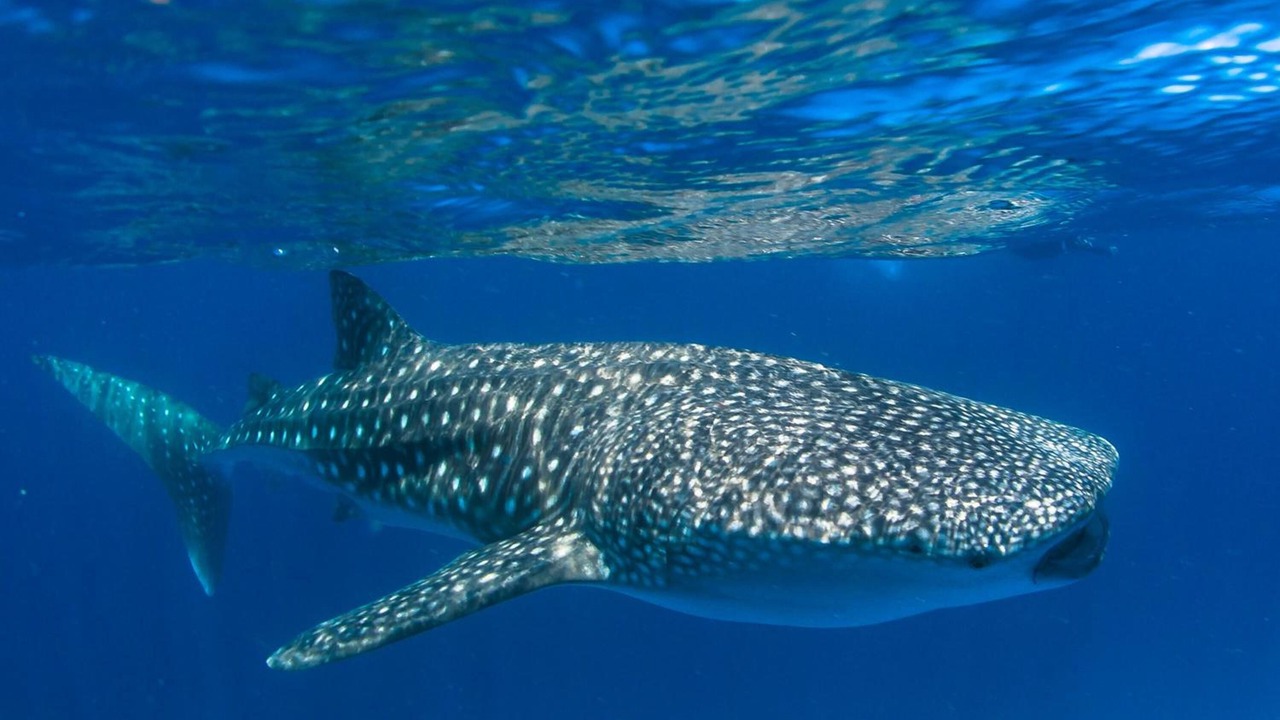 Photo of Others in Dhigurah