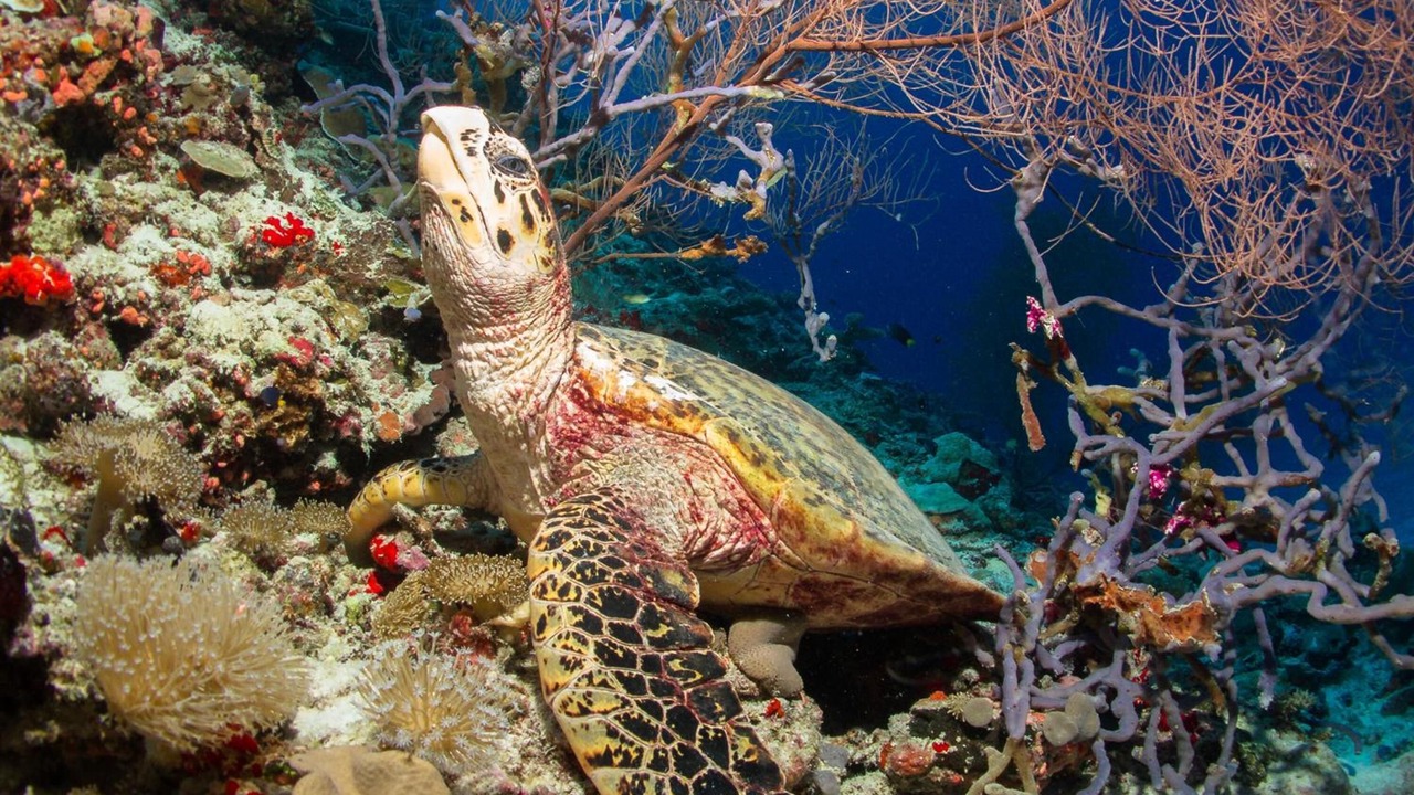 Photo of Outdoor in Dhigurah