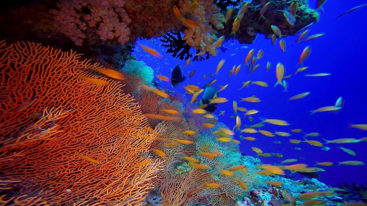 Photo of Others in Dhiffushi
