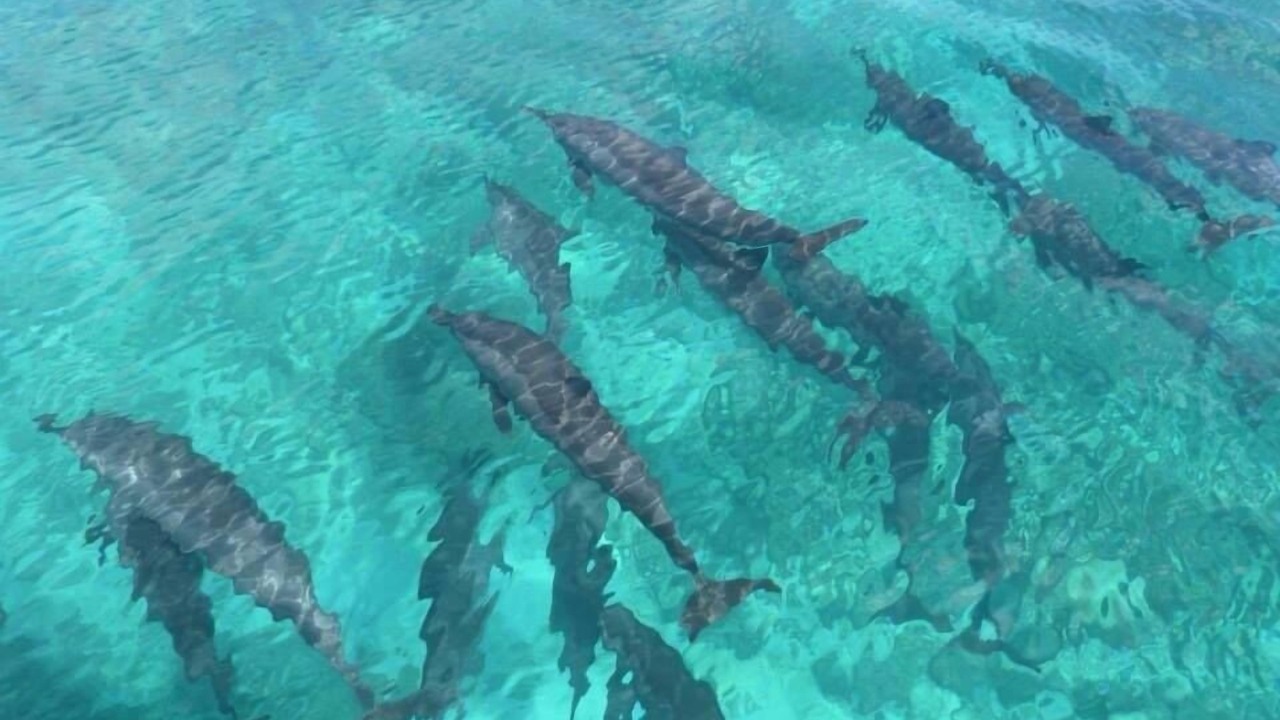 Photo of Others in Hanimaadhoo