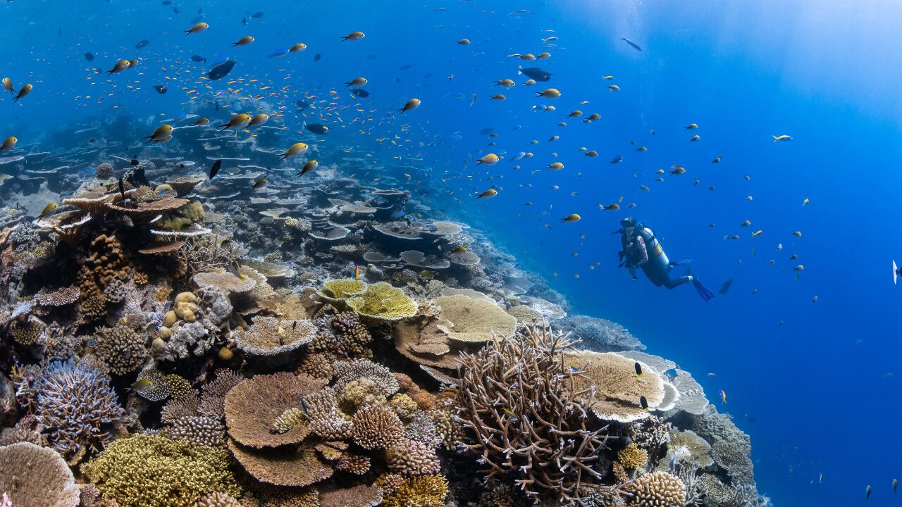 Photo of Others in Hadahaa