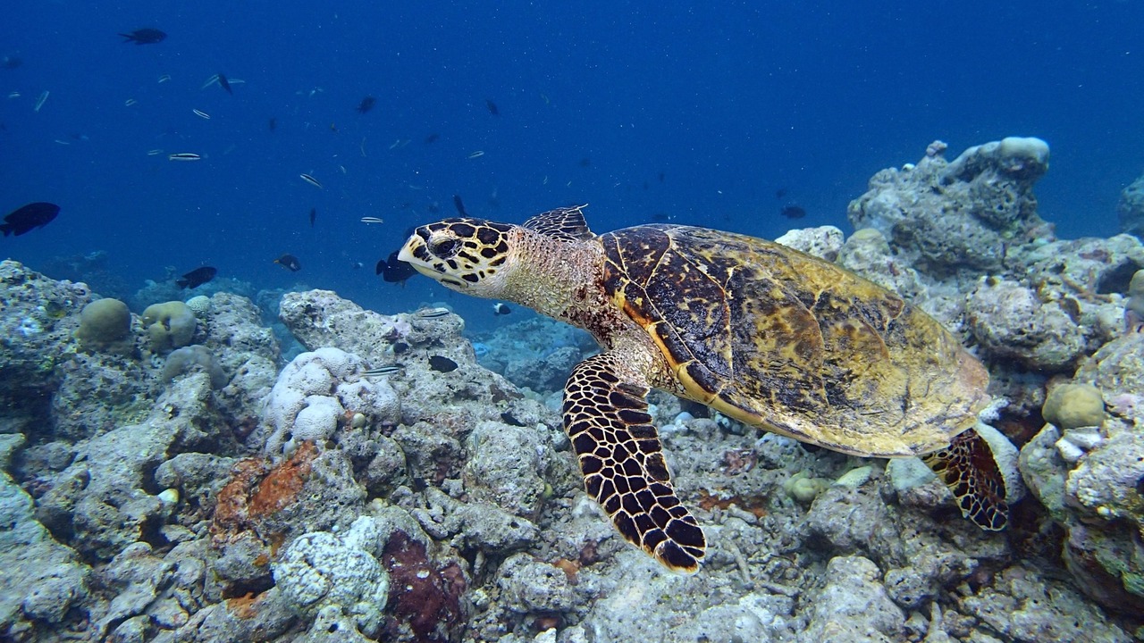 Photo of Others in Maduvvari