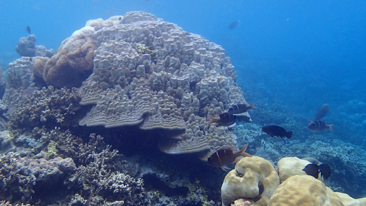 Photo of Others in Maduvvari