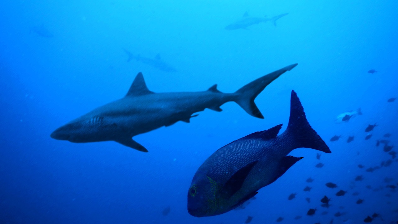 Photo of Others in Rasdhoo