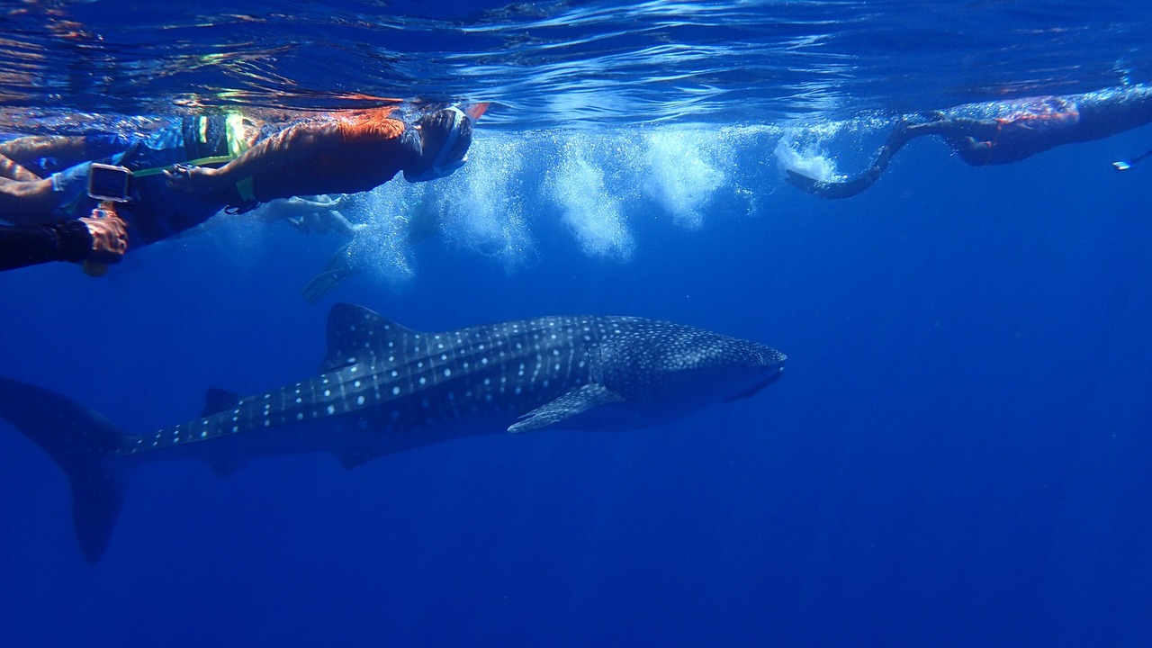 Photo of Others in Ukulhas