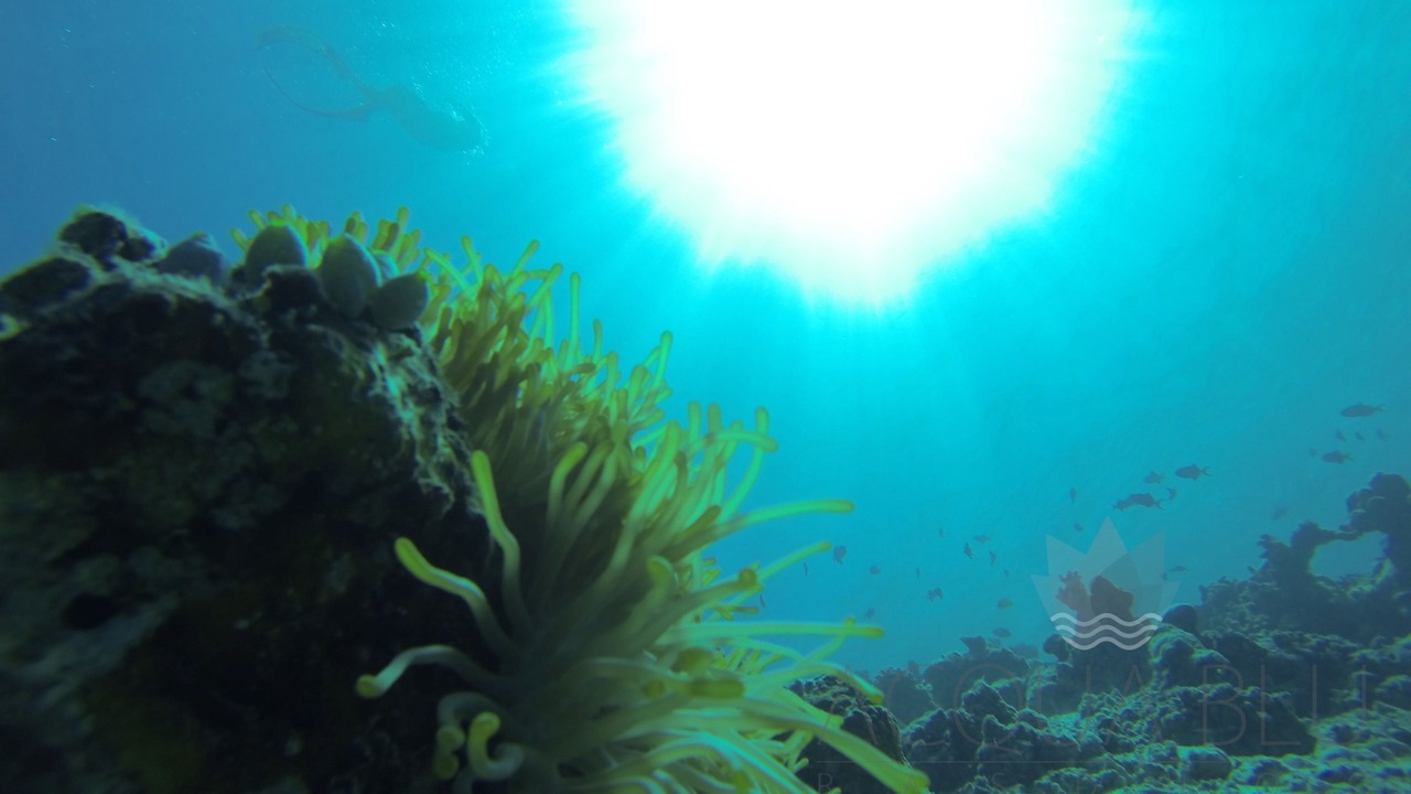 Photo of Others in Rasdhoo
