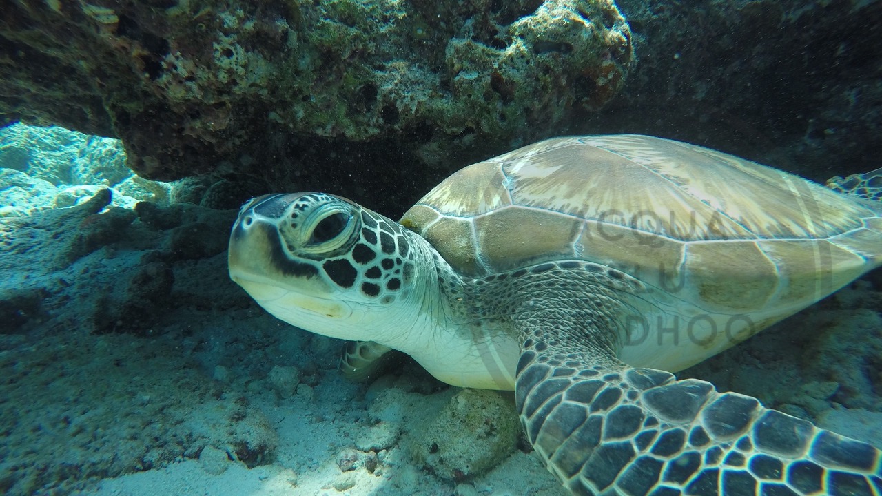Photo of Others in Rasdhoo