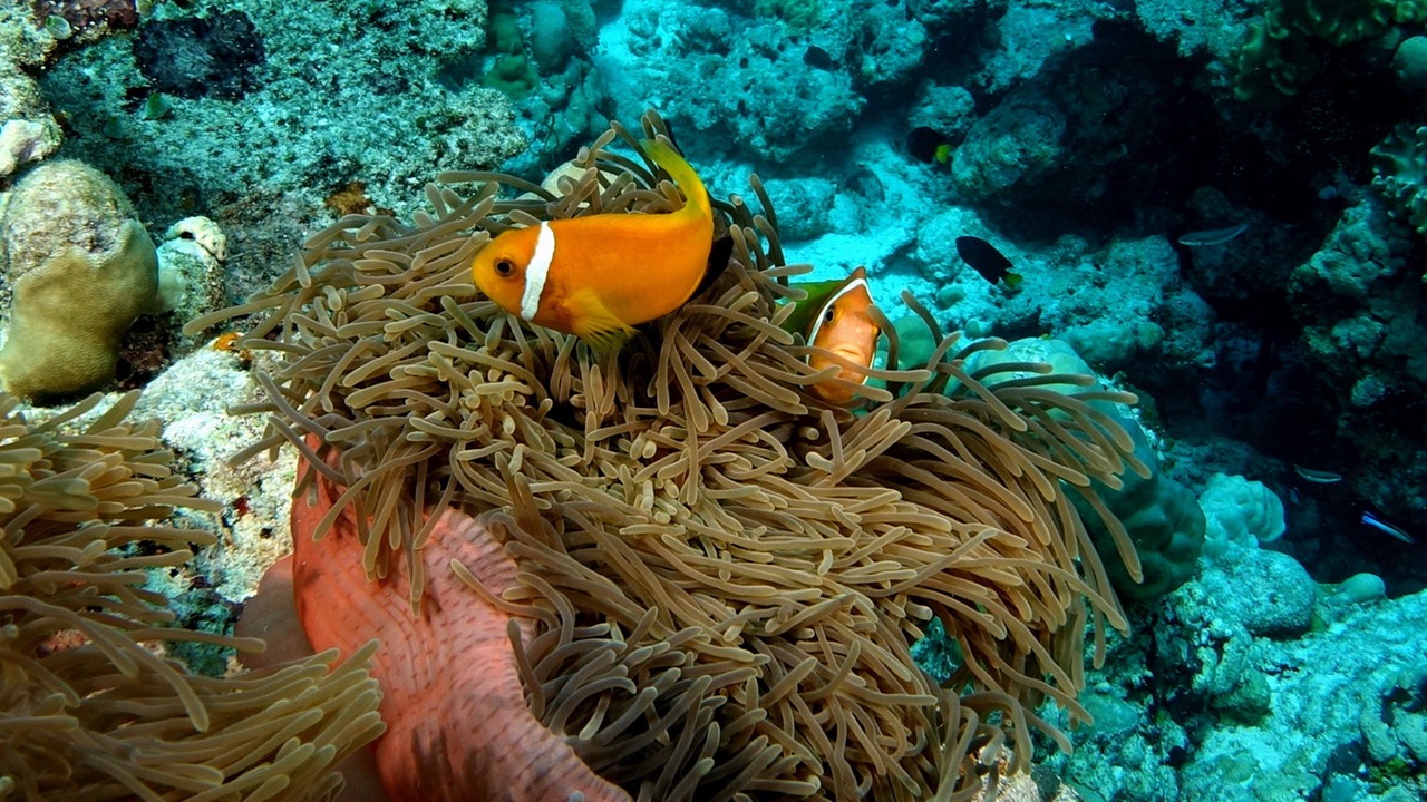 Photo of Others in Thinadhoo