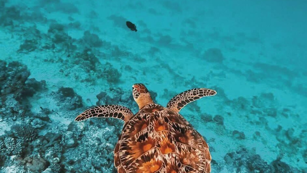 Photo of Others in Rakeedhoo