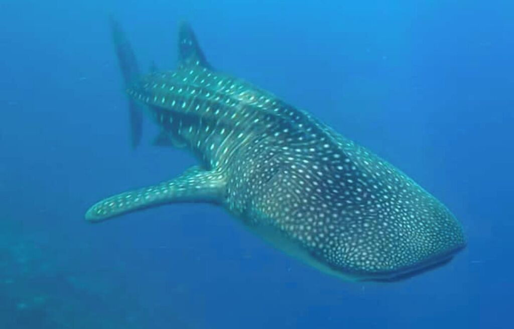 Photo of Others in Dhigurah