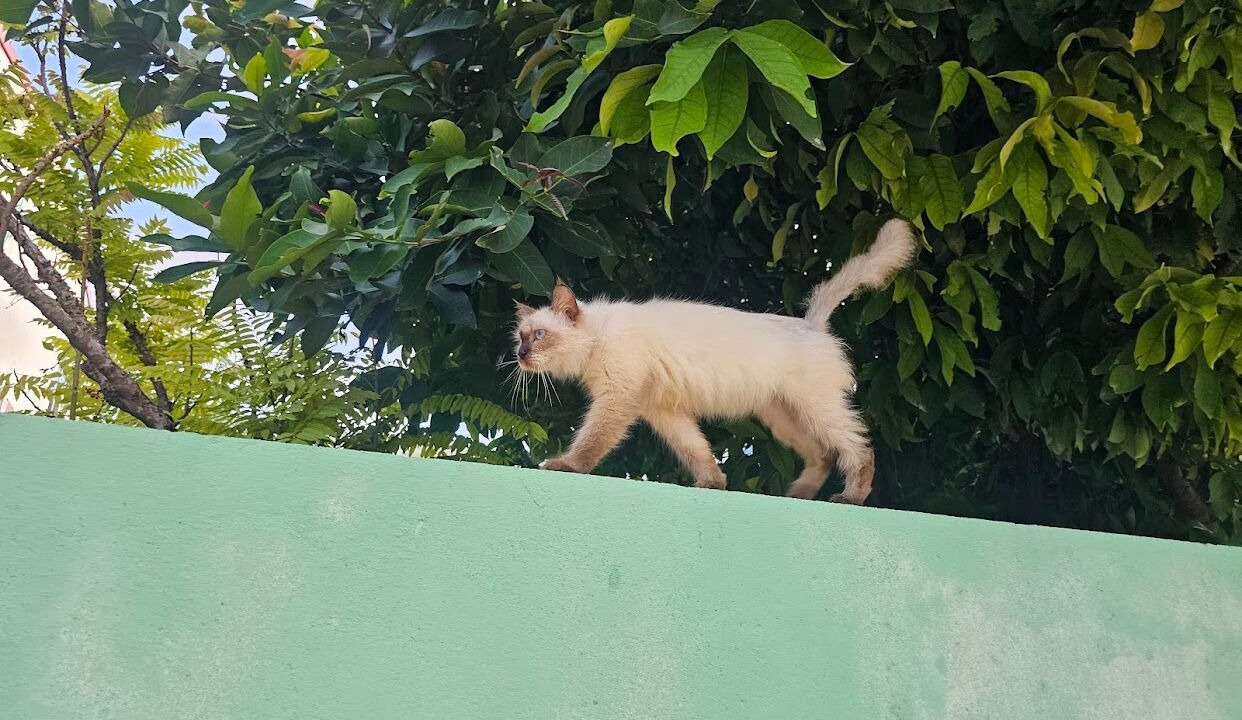 Photo of Outdoor in Himmafushi