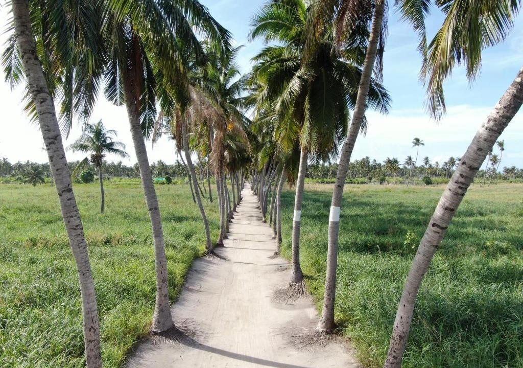 Photo of Others in Thoddoo