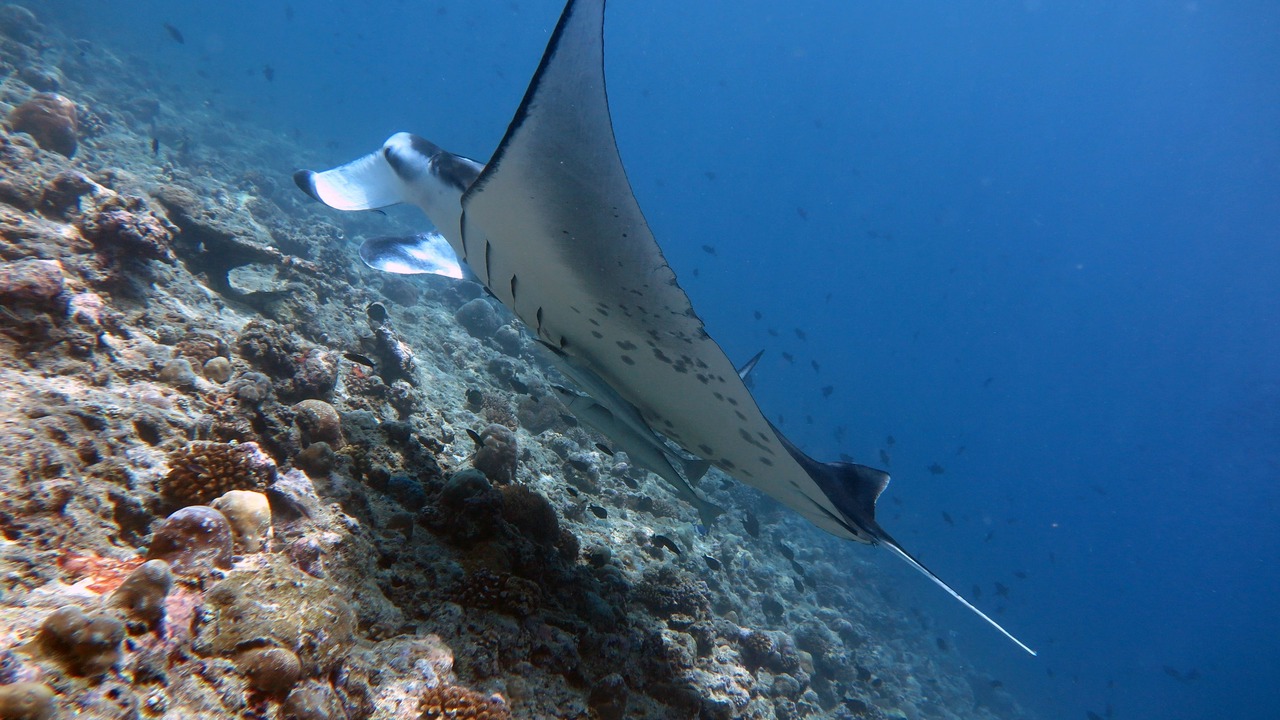 Photo of Others in Dhigurah